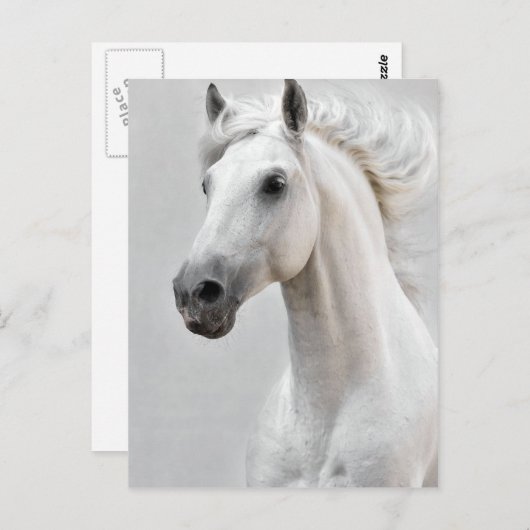 Carte postale de cheval (Devant / Derrière)