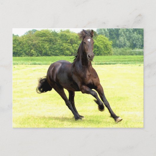 Carte postale de cheval à galop (Devant)