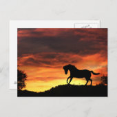 Carte postale de cheval amusant au coucher du sole (Devant / Derrière)