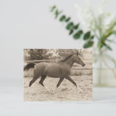 Carte postale de cheval arabe (Debout devant)