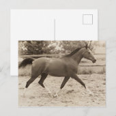 Carte postale de cheval arabe (Devant / Derrière)