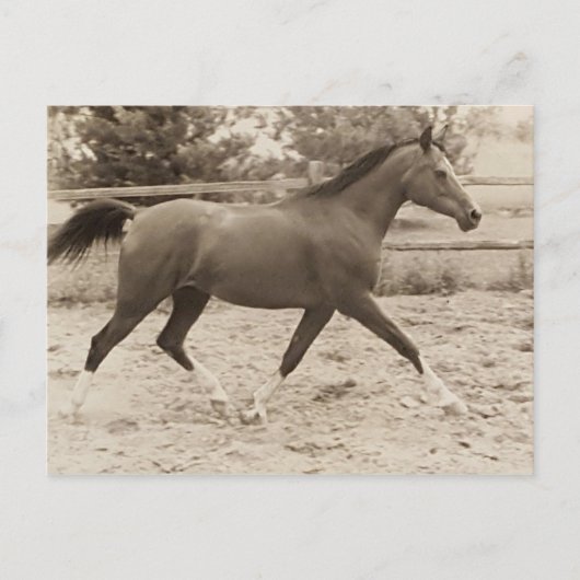 Carte postale de cheval arabe (Devant)