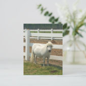 Carte postale de cheval blanc miniature (Debout devant)