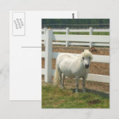 Carte postale de cheval blanc miniature (Devant / Derrière)