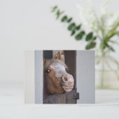 Carte postale de cheval dans une étable (Debout devant)