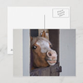 Carte postale de cheval dans une étable (Devant / Derrière)