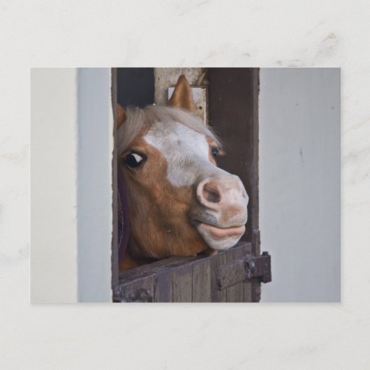 Carte postale de cheval dans une étable (Devant)