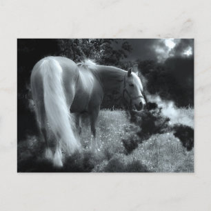 carte postale de cheval de nuit mystique
