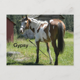 carte postale de cheval de pinto