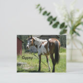 carte postale de cheval de pinto (Debout devant)