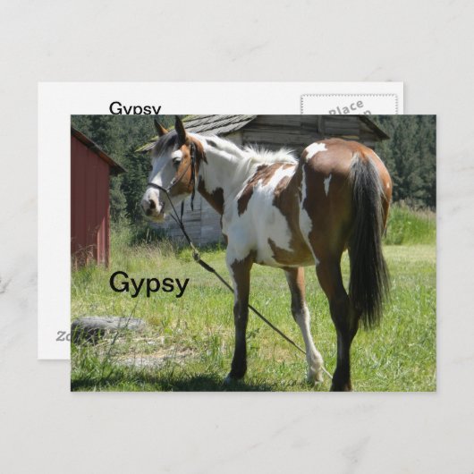 carte postale de cheval de pinto (Devant / Derrière)