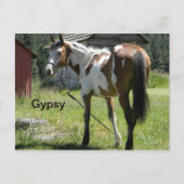carte postale de cheval de pinto (Devant)