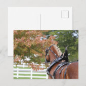 Carte postale de cheval de trait belge attelé (Devant / Derrière)