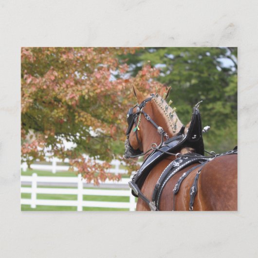 Carte postale de cheval de trait belge attelé (Devant)