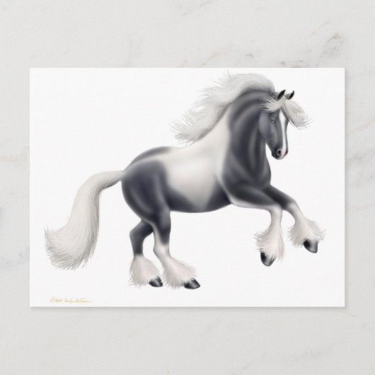 Carte postale de cheval Gypsy Vanner (Devant)