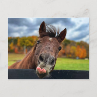 Carte postale de cheval mignon