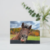 Carte postale de cheval mignon (Debout devant)