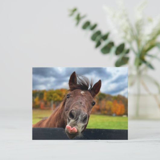 Carte postale de cheval mignon (Debout devant)