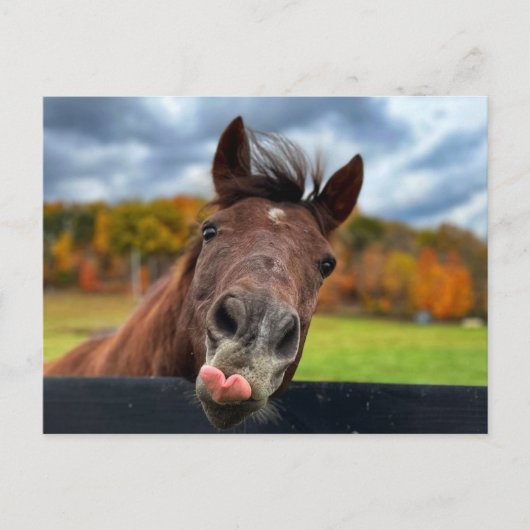 Carte postale de cheval mignon (Devant)