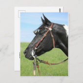 Carte postale de cheval Pinto (Devant / Derrière)