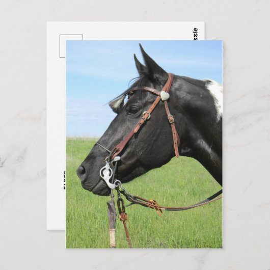 Carte postale de cheval Pinto (Devant / Derrière)