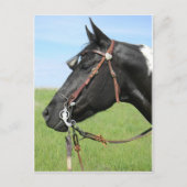 Carte postale de cheval Pinto (Devant)