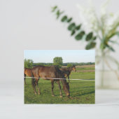 Carte postale de chevaux (Debout devant)