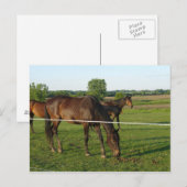 Carte postale de chevaux (Devant / Derrière)