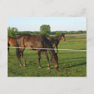 Carte postale de chevaux
