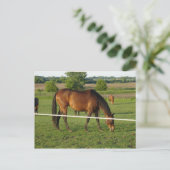 Carte postale de chevaux (Debout devant)