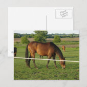 Carte postale de chevaux (Devant / Derrière)