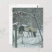 Carte postale de chevaux d'hiver (Devant / Derrière)