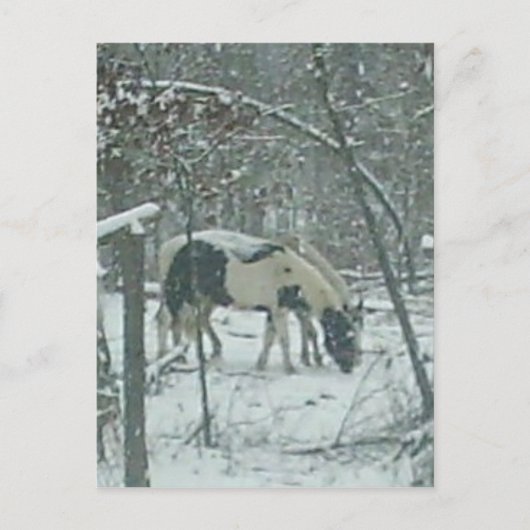 Carte postale de chevaux d'hiver (Devant)