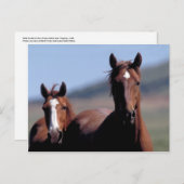 Carte postale de chevaux sauvages (Devant / Derrière)