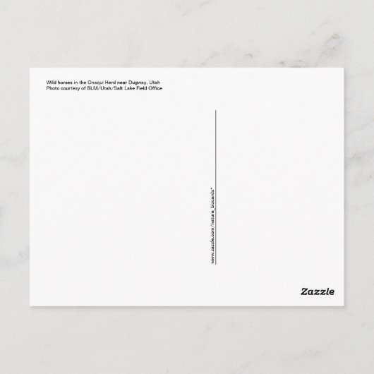 Carte postale de chevaux sauvages (Dos)
