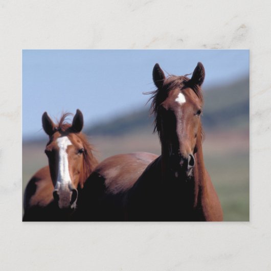 Carte postale de chevaux sauvages (Devant)
