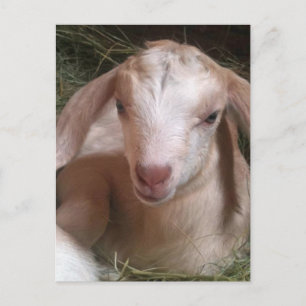 Carte postale de chèvre