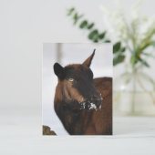 Carte postale de chèvre alpine française (Debout devant)