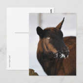 Carte postale de chèvre alpine française (Devant / Derrière)