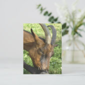 Carte postale de chèvre alpine française (Debout devant)