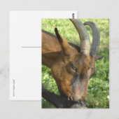 Carte postale de chèvre alpine française (Devant / Derrière)