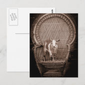 Carte postale de chèvre amusante (Devant / Derrière)