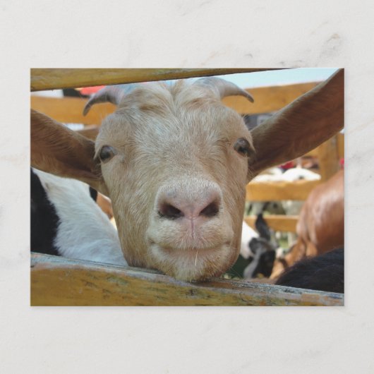 Carte postale de chèvre bonjour (Devant)