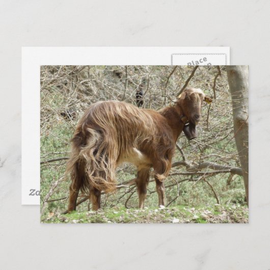 Carte postale de chèvre Brown (Devant / Derrière)