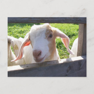 Carte postale de chèvre de Pékin