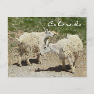Carte postale de chèvre du Colorado
