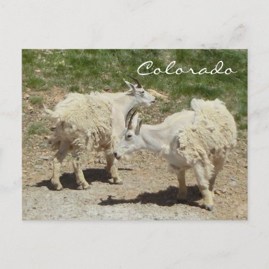 Carte postale de chèvre du Colorado (Devant)