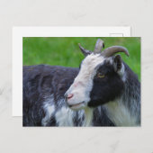 Carte postale de chèvre noir et blanc (Devant / Derrière)