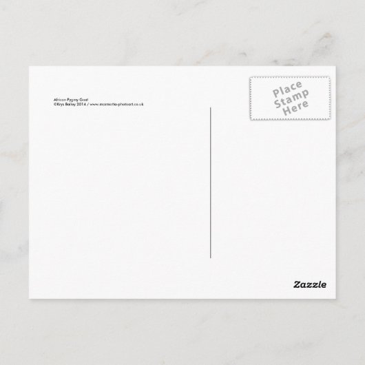 Carte postale de chèvre pygmée africaine (Dos)