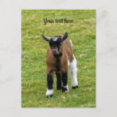 Carte postale de chevreau chèvre naine (Devant)